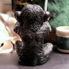Die Affen sind los | Deko | schwarz |20 cm Nichts Sehen 